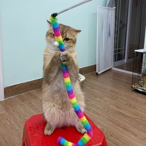 Rainbow Plush Cat Stick Toy – Crazy Cat Ladies