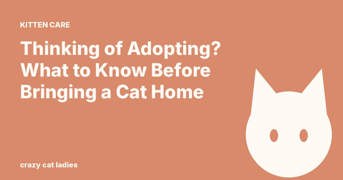 Thinking of Adopting? What to Know Before Bringing a Cat Home – Crazy Cat Ladies