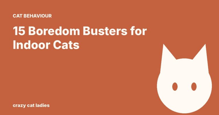 15 Boredom Busters for Indoor Cats – Crazy Cat Ladies