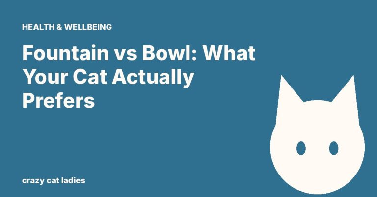 Fountain vs Bowl: What Your Cat Actually Prefers – Crazy Cat Ladies