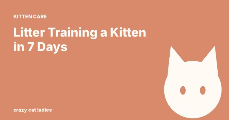 Litter Training a Kitten in 7 Days – Crazy Cat Ladies