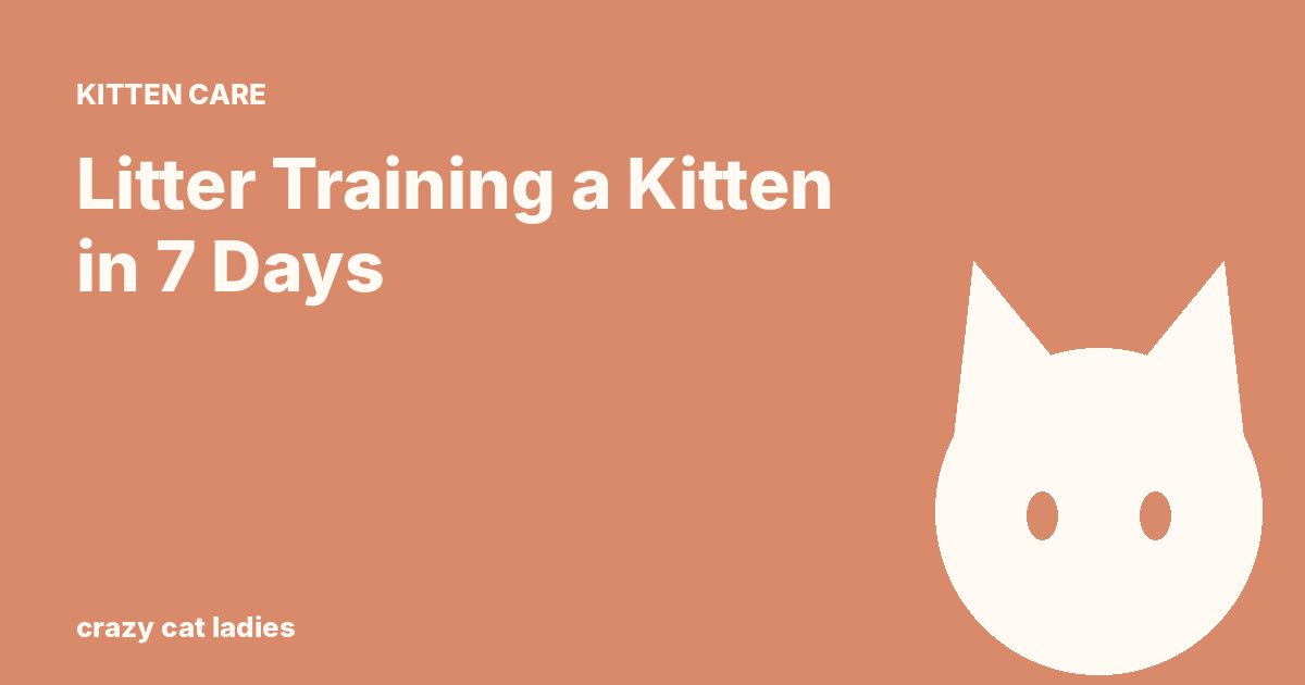 Litter Training a Kitten in 7 Days – Crazy Cat Ladies