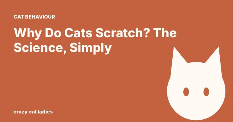 Why Do Cats Scratch? The Science, Simply – Crazy Cat Ladies
